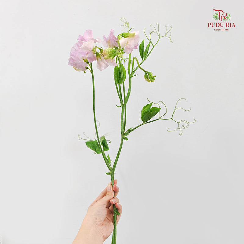 Sweet Pea Pink 香豌豆 - (Per Bundle)