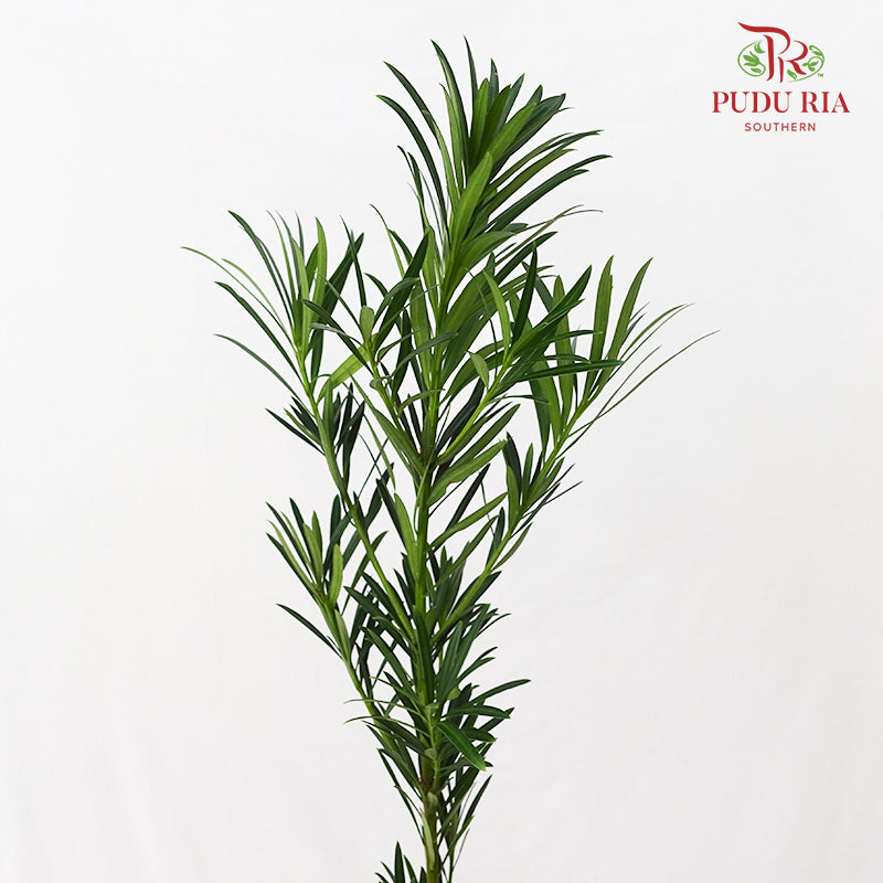 Carnation Leaf 康乃馨叶 (30CM)  - (Per Bundle)