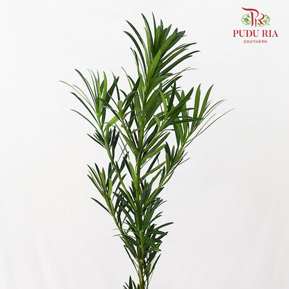 Carnation Leaf 康乃馨叶 (30CM)  - (Per Bundle)