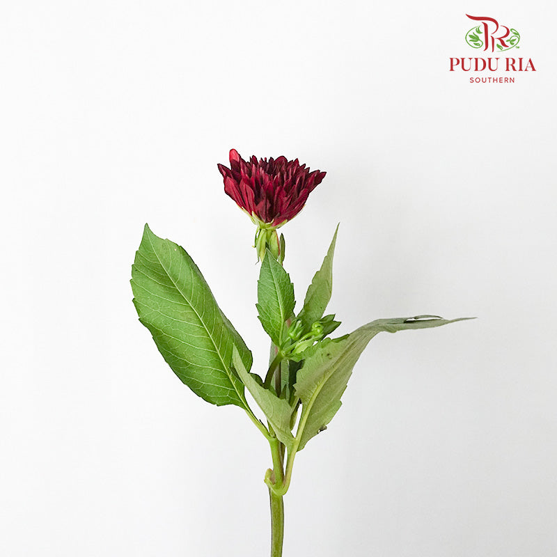 Dahlia Dark Red - (Per Bunch) - Pudu Ria Florist Southern