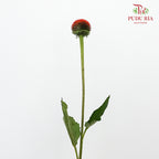 Rudbeckia Cat Eye ( Echinacea ) - Pudu Ria Florist Southern