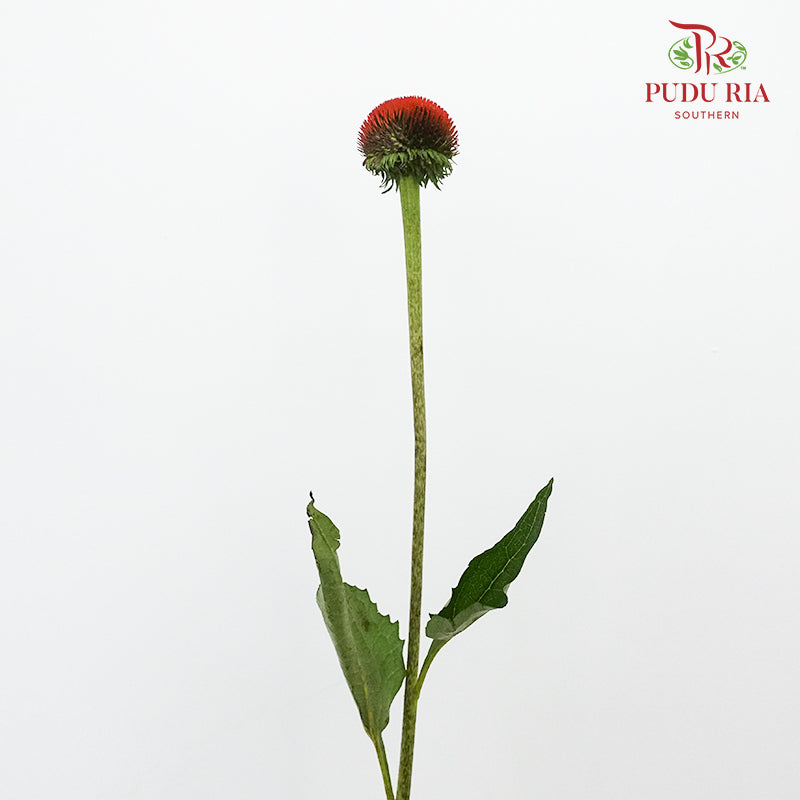 Rudbeckia Cat Eye ( Echinacea ) - Pudu Ria Florist Southern