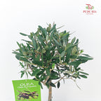 Olea Europea Olive Tree (100-120CM)