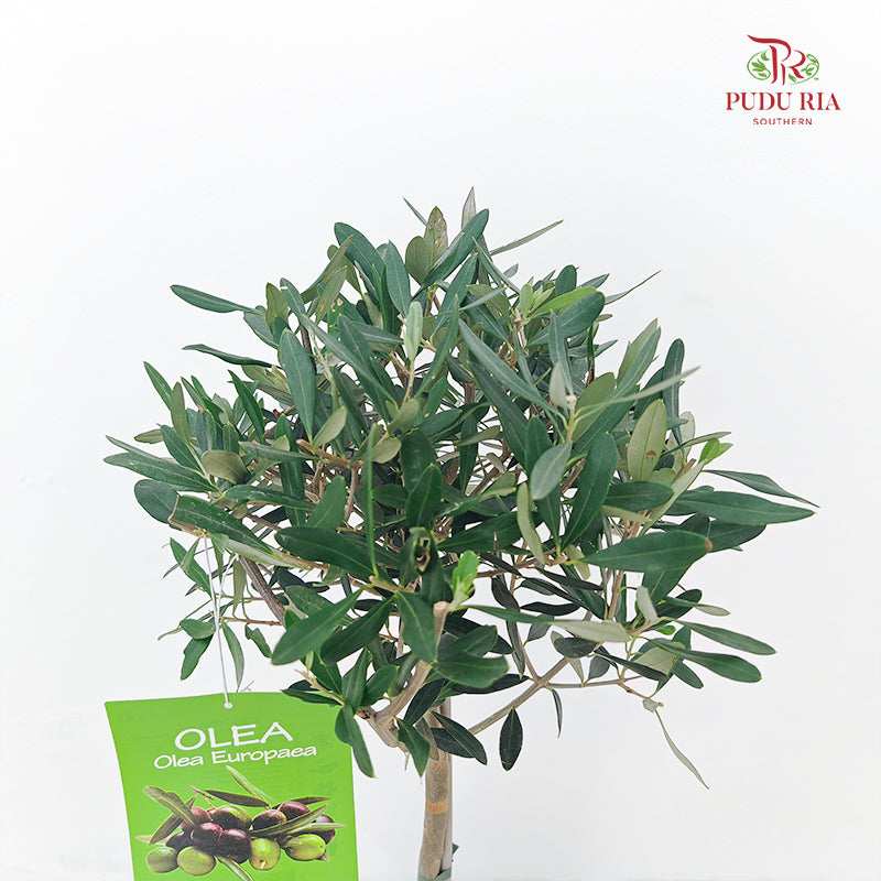 Olea Europea Olive Tree (100-120CM)