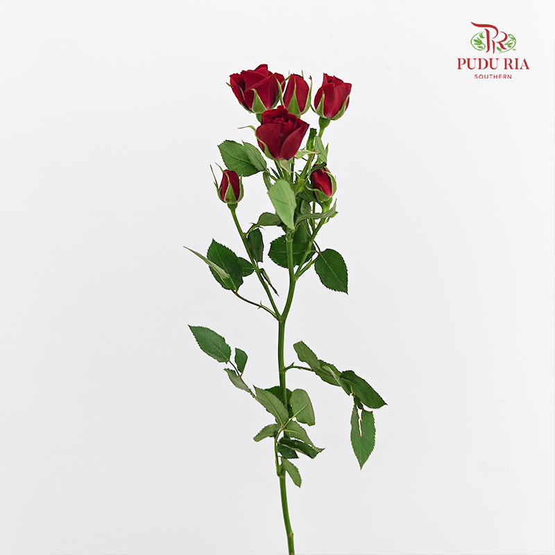 Rose Spray Rubicon - (8-10 Stems)