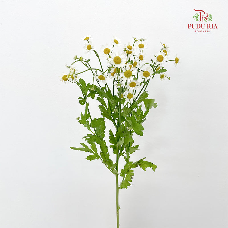 Matricaria - (Per Bundle)