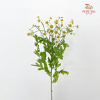 Matricaria - (Per Bundle)