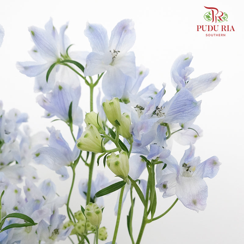 Delphinium Grandiflorum Light Blue - Pudu Ria Florist Southern