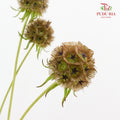 Scabiosa Brown 风车果 - (10 Stems)