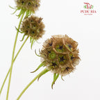 Scabiosa Brown 风车果 - (10 Stems)