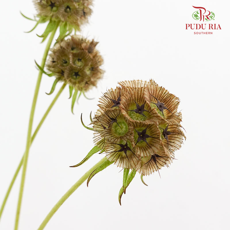 Scabiosa Brown 风车果 - (10 Stems)