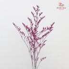 Dry Caspia - Magenta