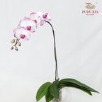 Phalaenopsis Orchid White/Light Purple Without Pot / Per Stem (L) - Pudu Ria Florist Southern