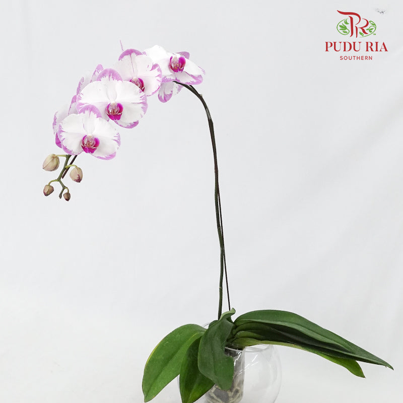 Phalaenopsis Orchid White/Light Purple Without Pot / Per Stem (L) - Pudu Ria Florist Southern