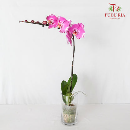 Phalaenopsis Orchid Ox Spot Queen Big