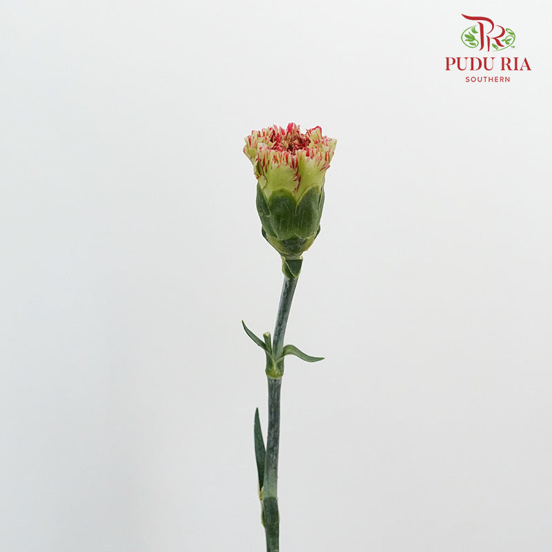 Carnation St Light Make Up (18-20 Stems) - Pudu Ria Florist Southern