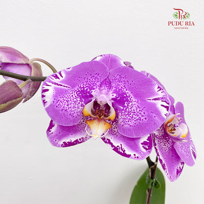 Phalaenopsis Orchid Purple Big Single Stem #2