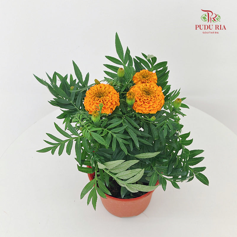 Marigold