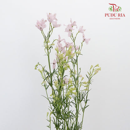 Delphinium Grandiflorum Light Pink - Pudu Ria Florist Southern