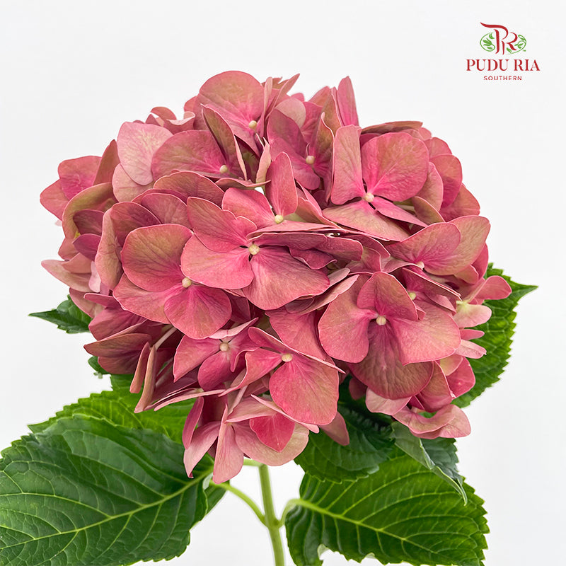 Hydrangea Vintage Red - (Per Stem)