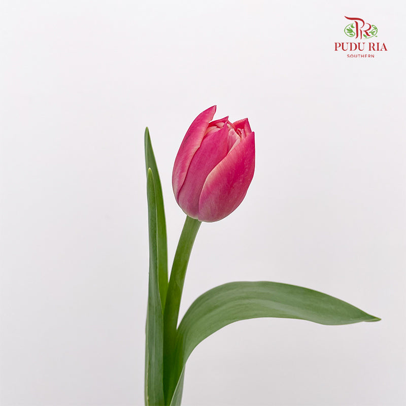 Tulip Pink 郁金香 - (8-10 Stems)