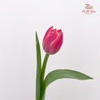 Tulip Pink 郁金香 - (8-10 Stems)