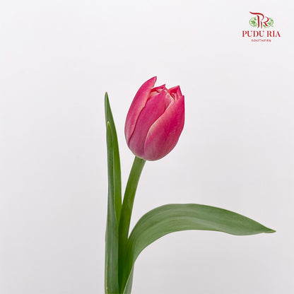 Tulip Strawberry Shortcakes - (8-10 Stems)