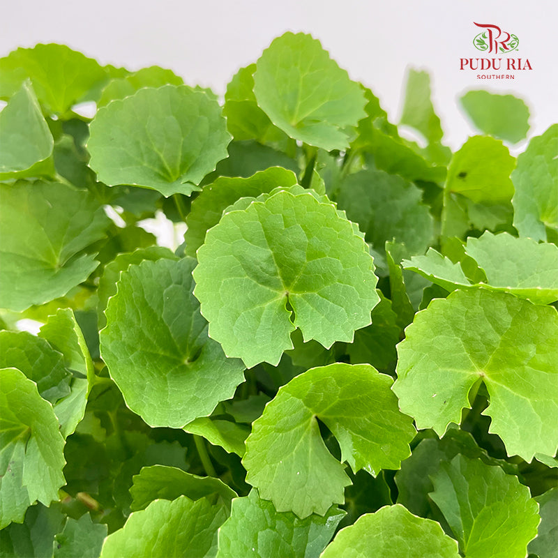 Centella Asiatica (Pegaga)