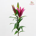 Lily Dark Pink - (5 Stems)
