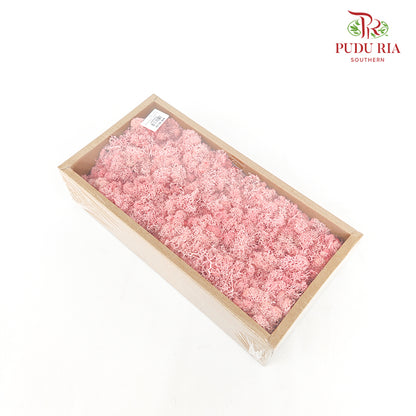 Preservative Reindeer Moss - Pink