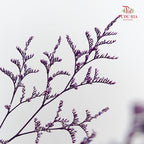 Dry Caspia - Purple