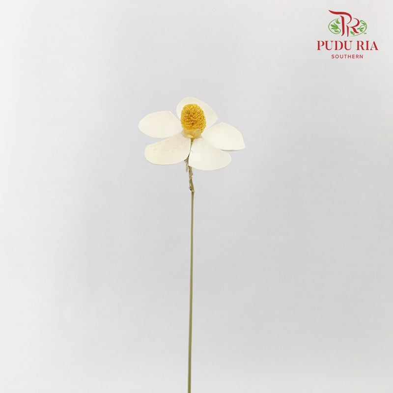 Dry Violet - White - Pudu Ria Florist Southern