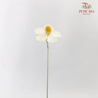 Dry Violet - White - Pudu Ria Florist Southern