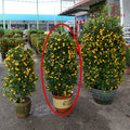 Four Season Lime Tree 桔子树 D18 5ft - 6ft