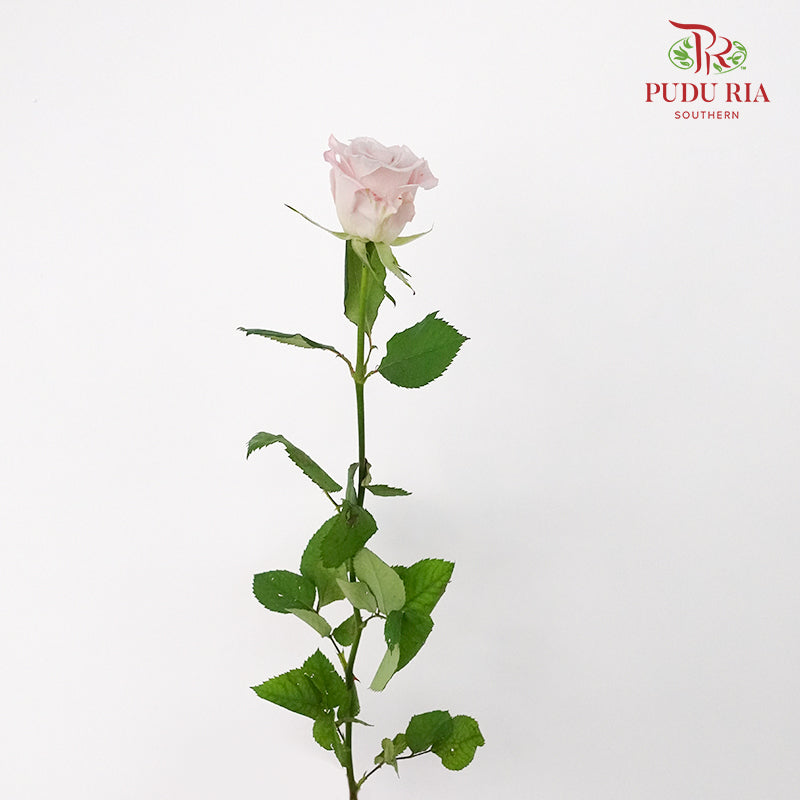 Rose Manta (8-10 Stems) - Pudu Ria Florist Southern