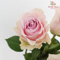 Rose Remembrance - (8-10 Stems)