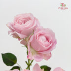 Rose Spray Princess Fairy Kiss Pink - (10-12 Stems)