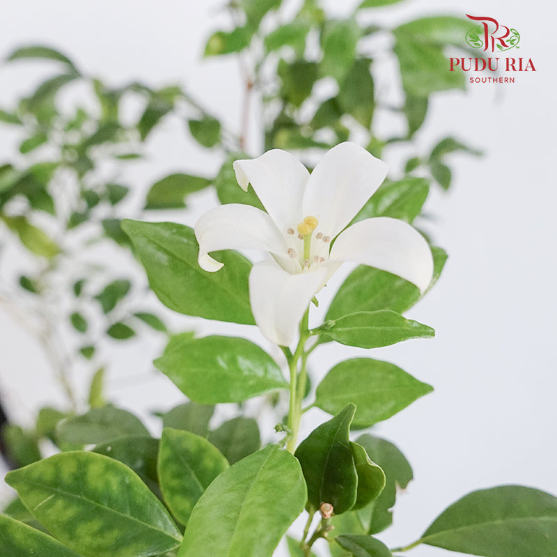 Murraya Paniculata