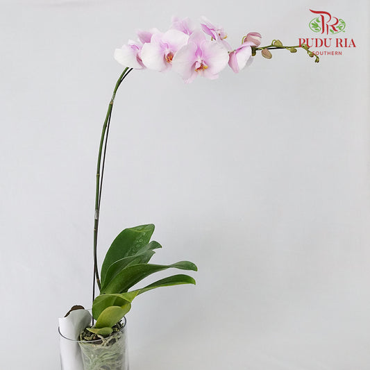 Phalaenopsis Orchid Light Pink Without Pot / Per Stem (L) - Pudu Ria Florist Southern