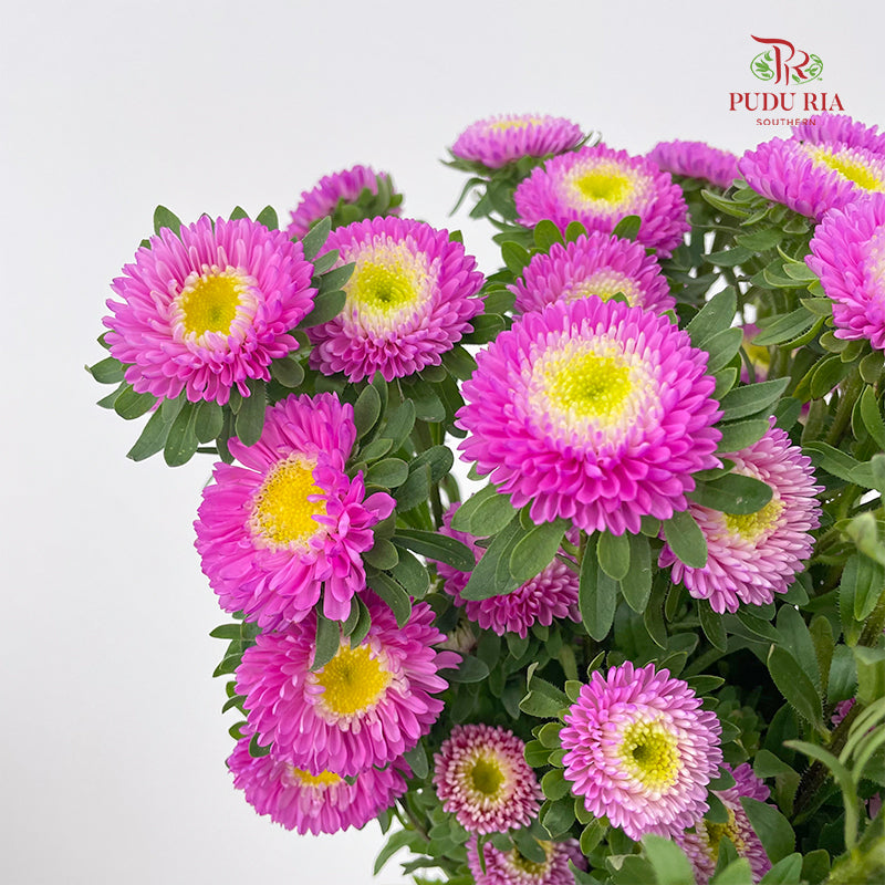 Aster 翠菊 Dark Pink - (Per Bundle)
