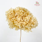 Preservative Hydrangea - Cream Small / Per Stem