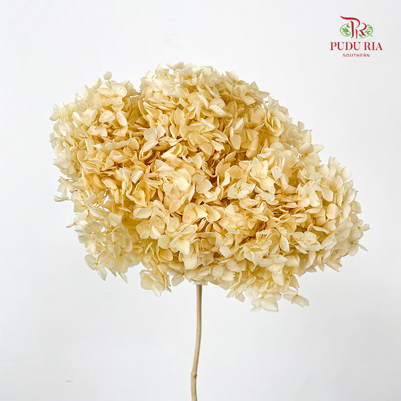 Preservative Hydrangea - Cream Small / Per Stem