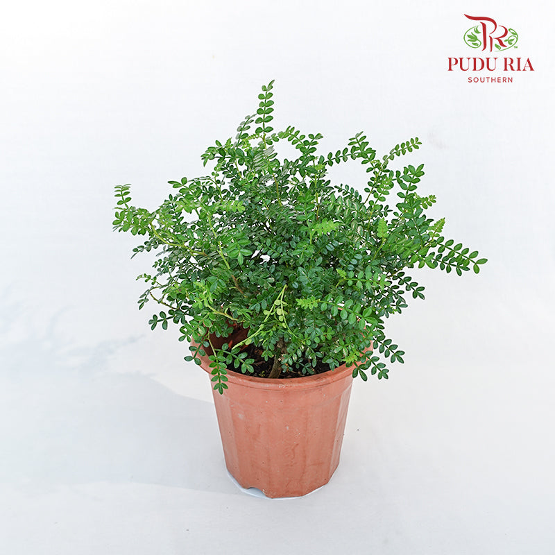 Pistacia Weinmannifolia 清香木 (S)