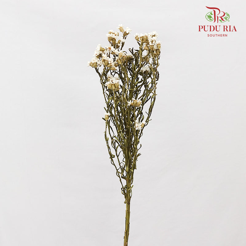 Dry Wax Flower / Ixodia