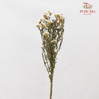 Dry Wax Flower / Ixodia