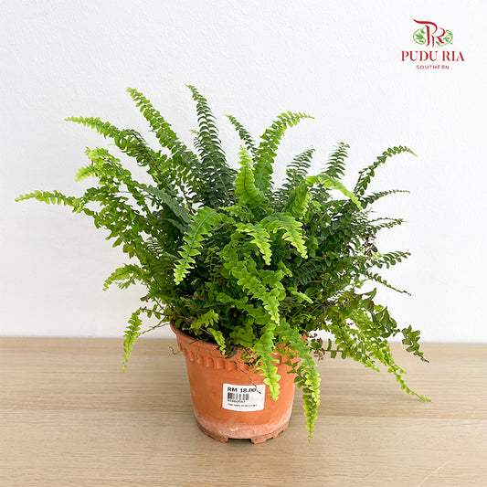 Boston Fern Plant P120