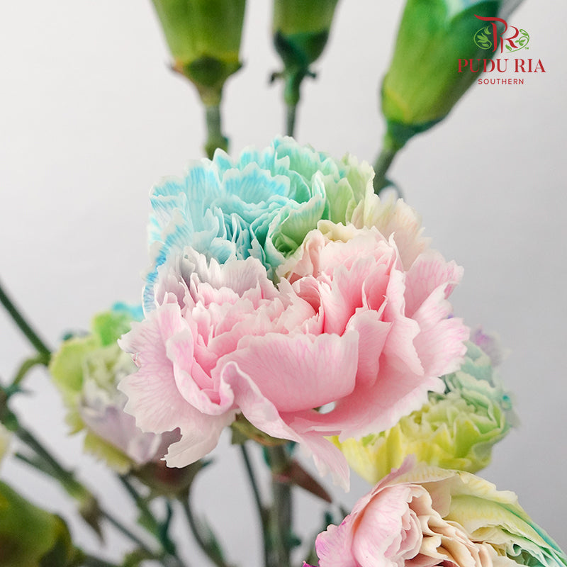Carnation Dyed Rainbow  (8-10 Stems) - Pudu Ria Florist Southern