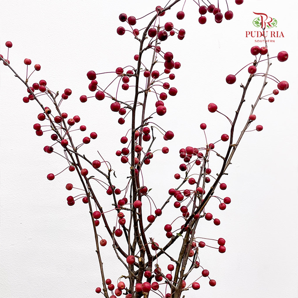 Crab Apple Red/Malus 红色海棠果 - (Per Bundle)