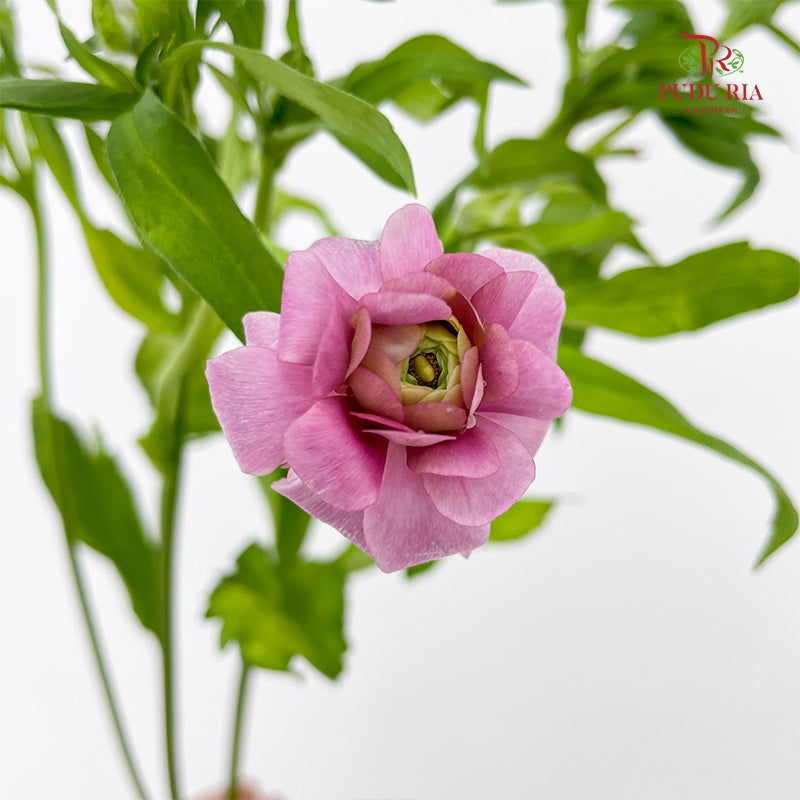 Ranunculus Butterfly Pink 蝴蝶洋牡丹 - (5 Stems)