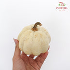 Pumpkin 观赏南瓜 - (Per Piece)
